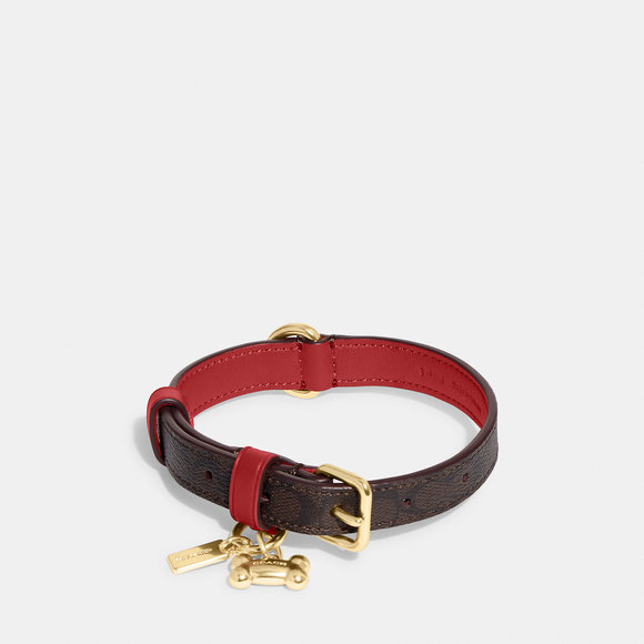 Coach Dog Nwt Coach Outlet Boxed Small Pet Collar In Signature